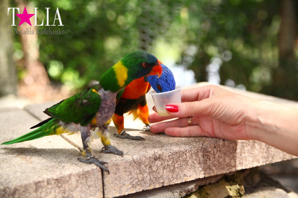 Кормление попугаев в сафари-парке Страна Львов, Майами, Флорида